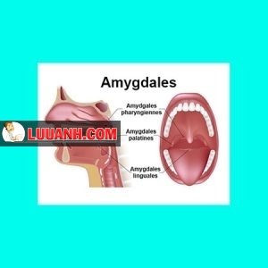 amygdale