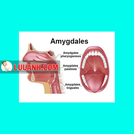 amygdale