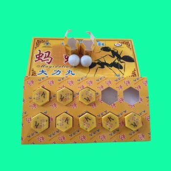 kiến càng đen tây tạng