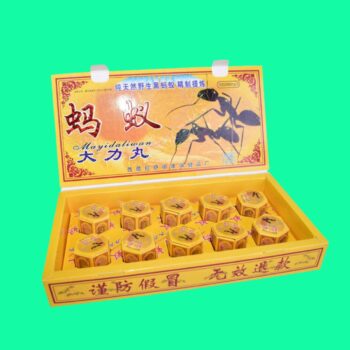 kiến càng đen tây tạng