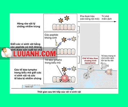 Phản ứng miễn dịch