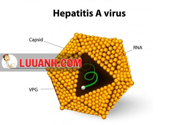 Cấu trúc của virus viêm gan A