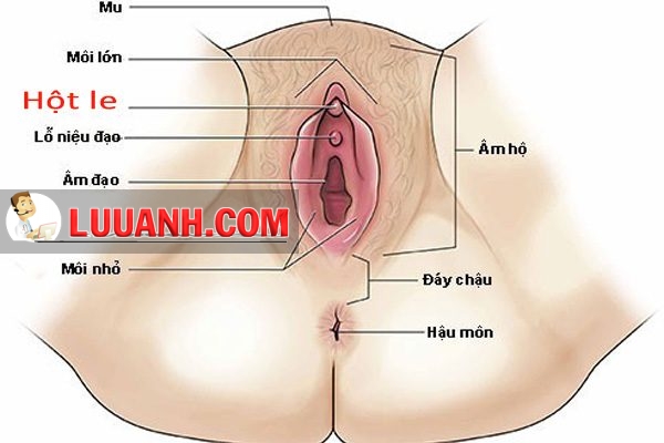 Vị trí hột le