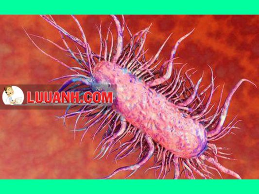 Vi khuẩn burkholderia pseudomallei