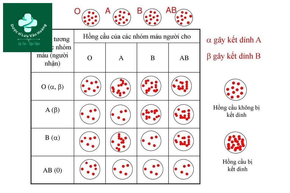 Miễn dịch nhóm máu