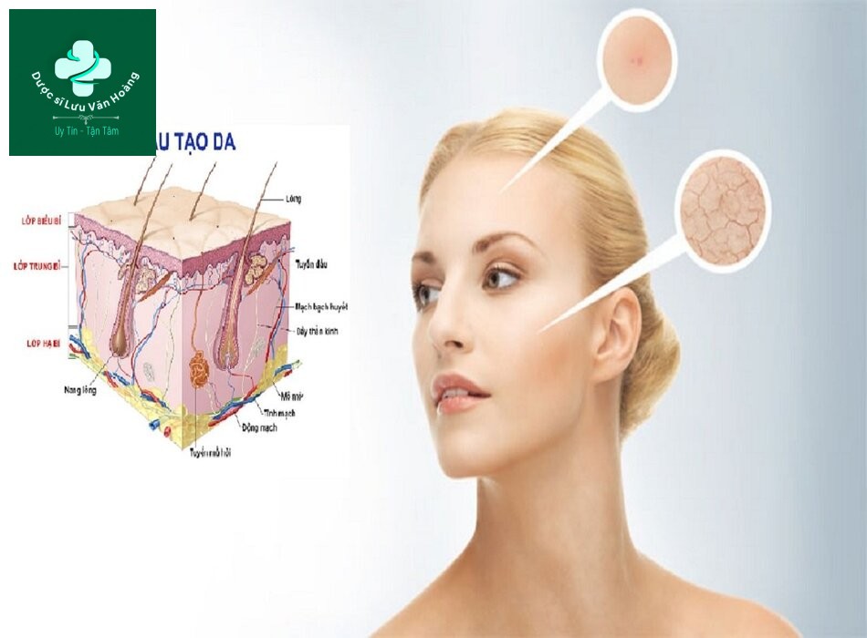 Tìm hiểu về cấu trúc và chức năng của da 17 Cấu trúc và chức năng của da