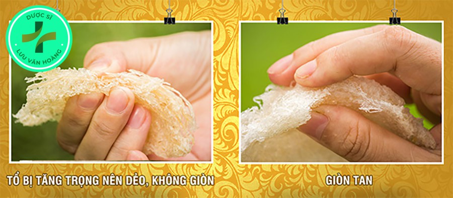 Kiểm tra yến sào thật giả bằng cách bóp nhẹ tổ yến