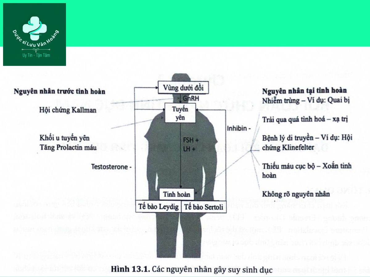 Rối loạn chức năng tình dục nam là gì? Nguyên nhân và các yếu tố nguy cơ 13 Hình 13.1. Các nguyên nhân gây suy sinh dục