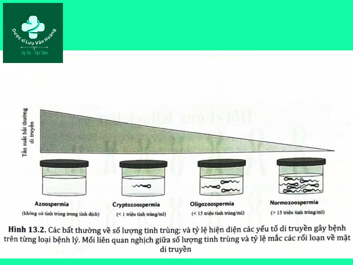 Rối loạn chức năng tình dục nam là gì? Nguyên nhân và các yếu tố nguy cơ 14 Hình 13.2. Các bất thường về số lượng tinh trùng; và tỷ lệ hiện diện các yếu tố di truyền gây bệnh lý. Mối liên quan nghịch giữa số lượng tinh trùng và tỷ lệ mắc các rối loạn về mặt di truyền