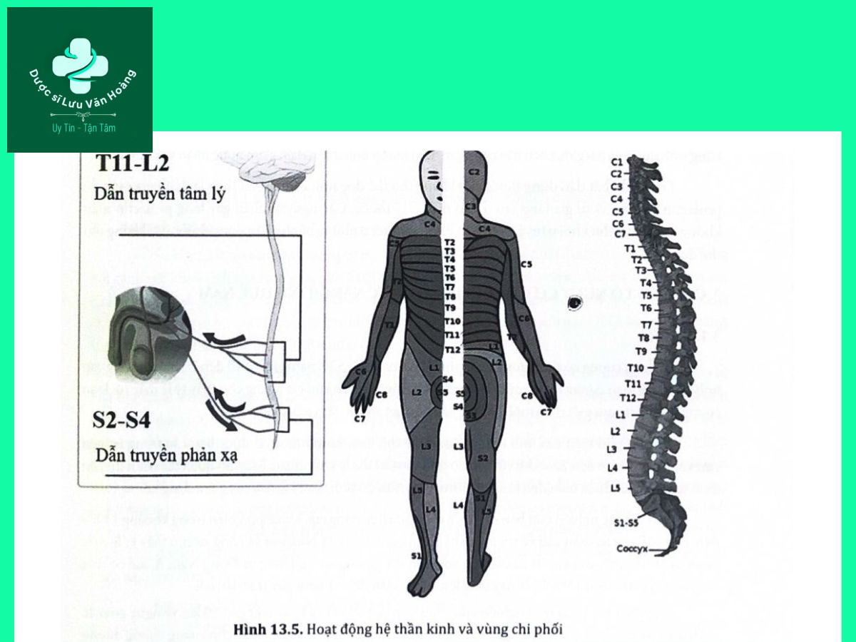 Rối loạn chức năng tình dục nam là gì? Nguyên nhân và các yếu tố nguy cơ 17 Hình 13.5. Hoạt động hệ thần kinh và vùng chi phối