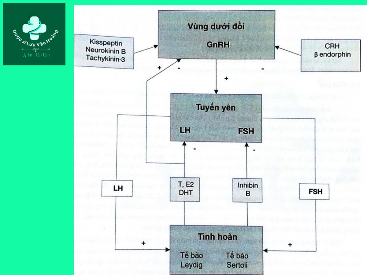 Suy sinh dục ảnh hưởng như thế nào đến chức năng tình dục nam? 6 Hình 16.1. Hoạt động sinh lý trục dưới đồi - tuyến yên - tuyến sinh dục