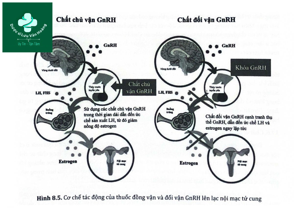 Hình 8.5. Cơ chế tác động của thuốc đồng vận và đối vận GnRH lên lạc nội mạc tử cung.