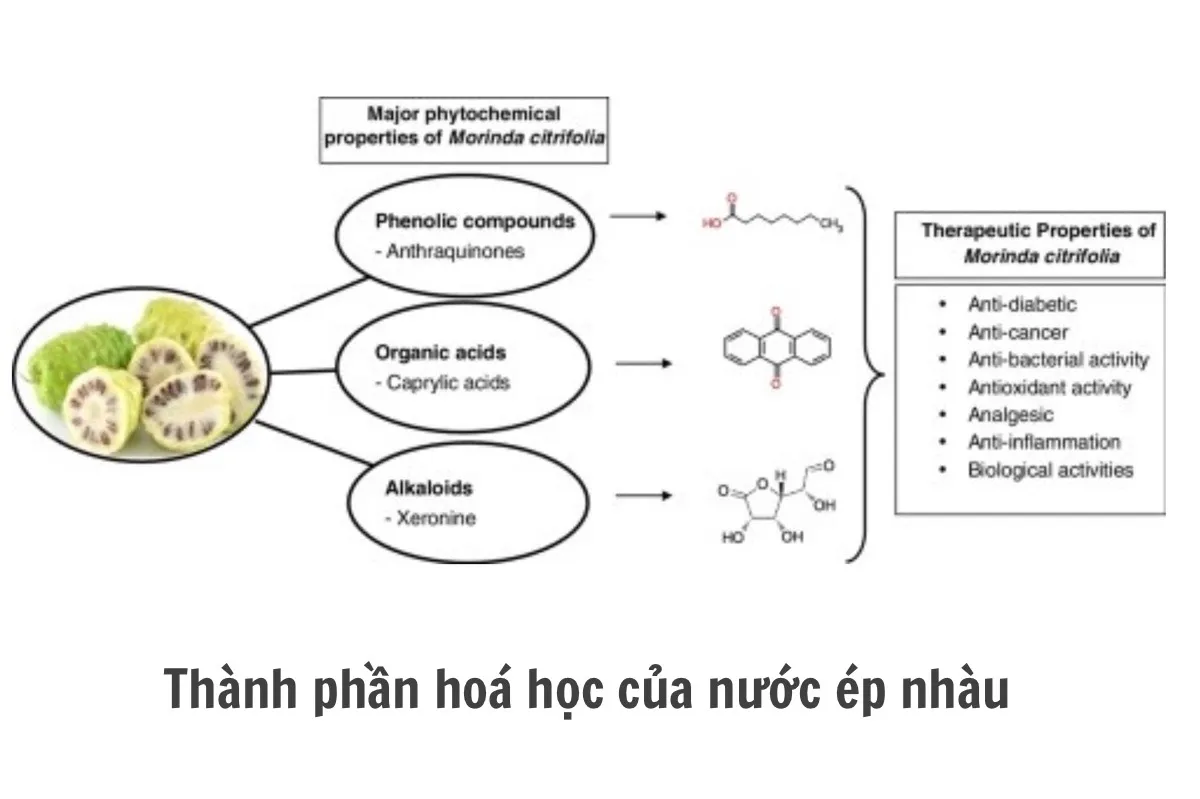 Thành phần hóa học của nước ép nhàu
