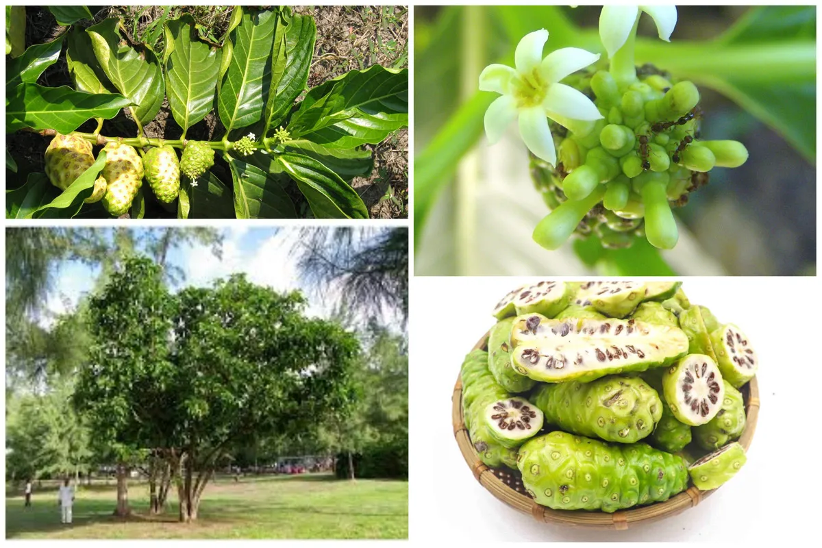 Morinda citrifolia