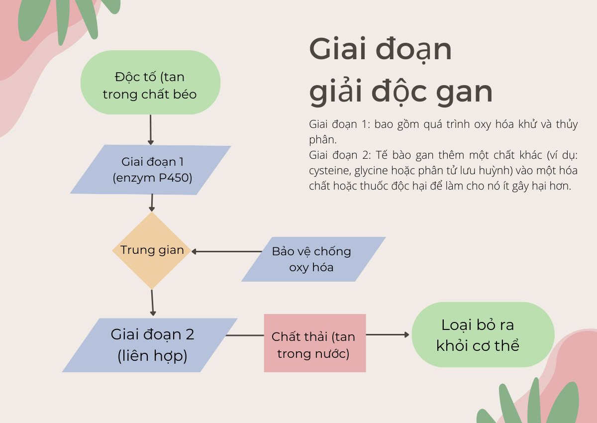Giai đoạn giải độc gan