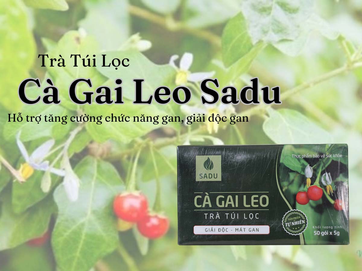 Trà Túi Lọc Cà Gai Leo Sadu (Hộp 50 gói x 5g)