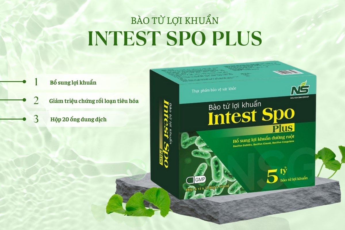 Bào tử lợi khuẩn Intest Spo Plus 10 Bào tử lợi khuẩn Intest Spo Plus giảm triệu chứng rối loạn tiêu hóa
