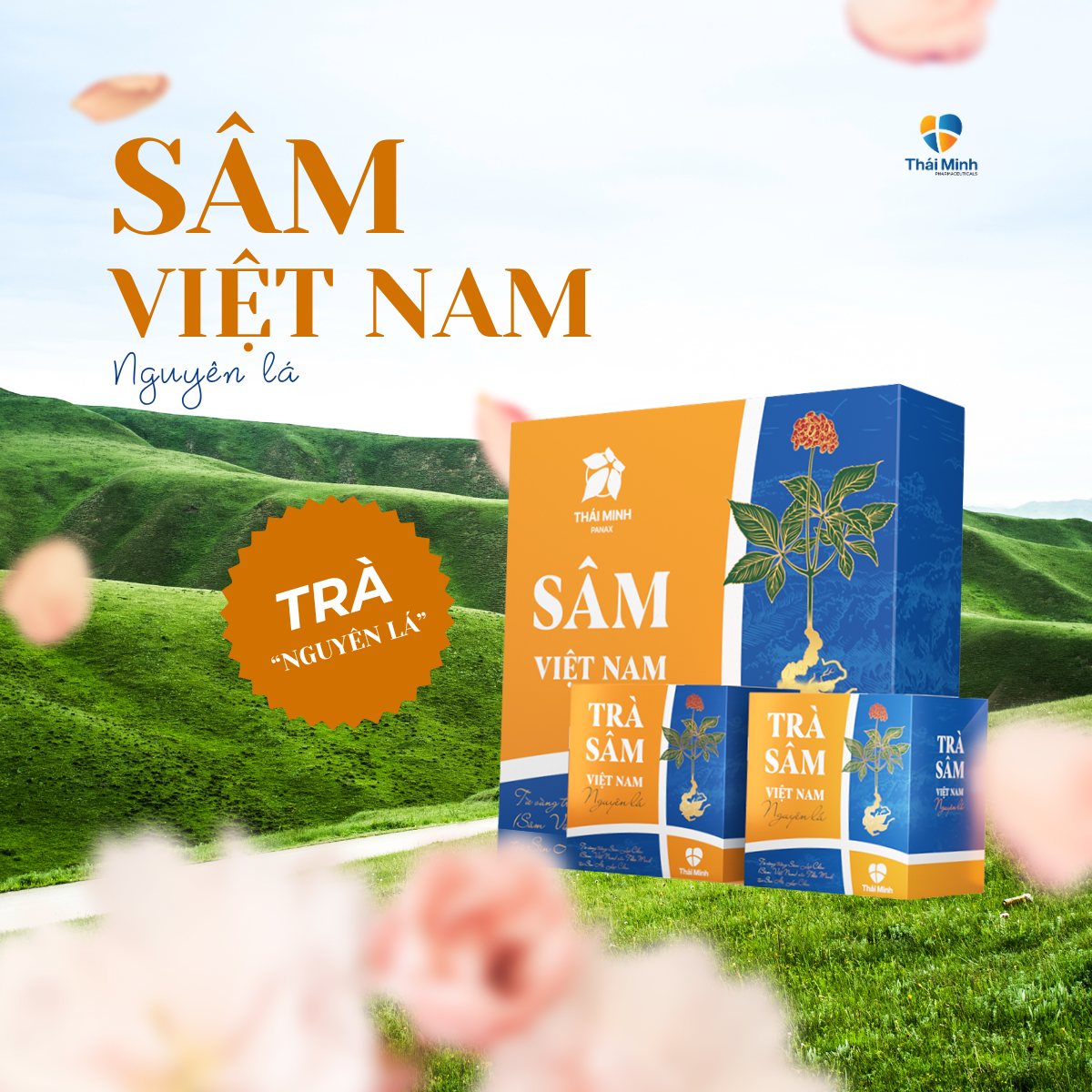 Trà Sâm Việt Nam nguyên lá 10 Trà Sâm Việt Nam Nguyên Lá