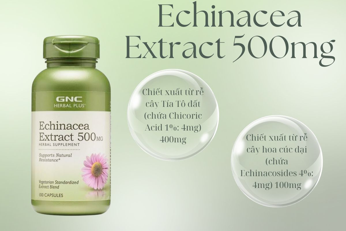 Echinacea Extract 500mg 7 Thành phần Echinacea Extract 500mg