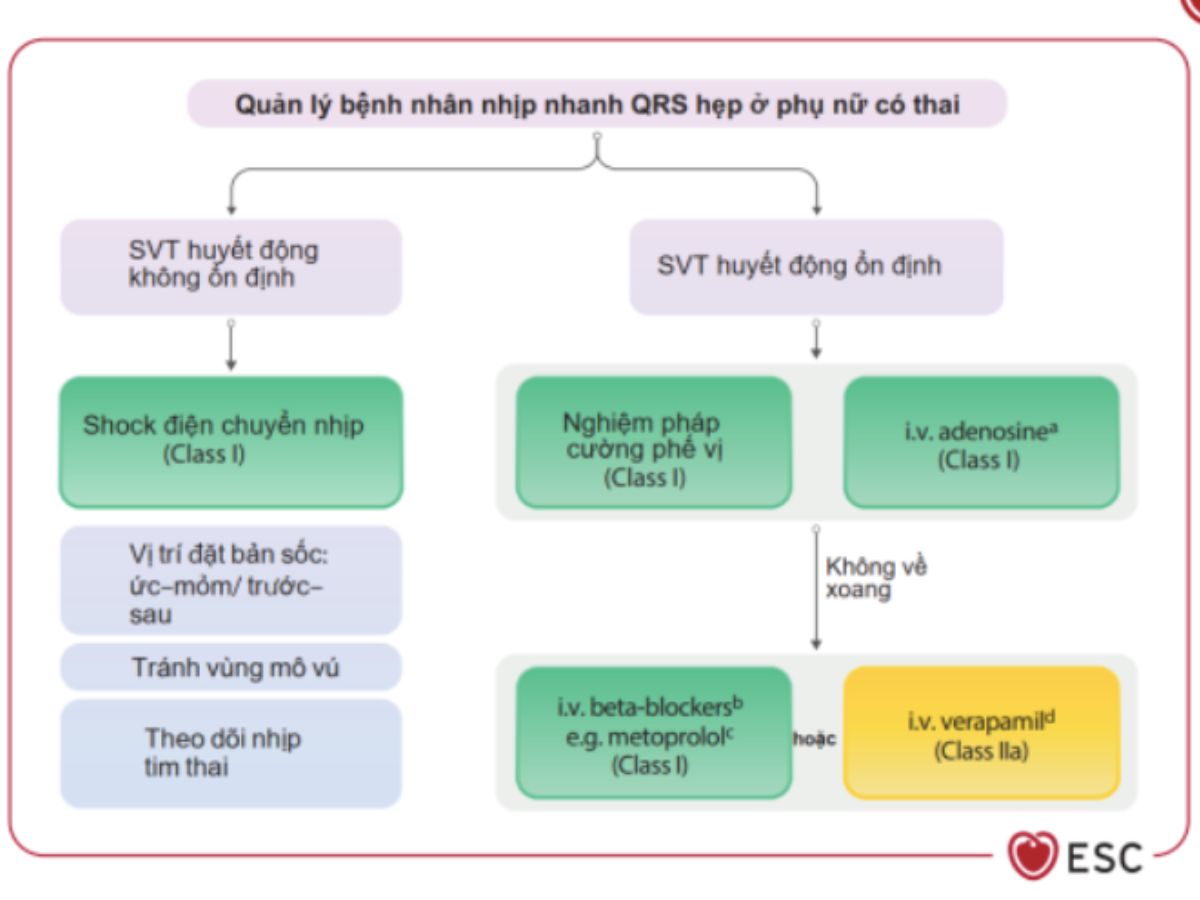 Hình 14: Quản lý bệnh nhân nhịp nhanh QRS hẹp ở phụ nữ có thai
