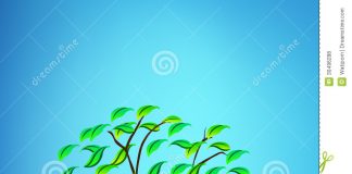 Công văn 13/TCHQ-GSQL