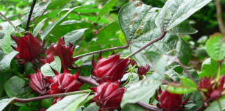 Công văn 12173/QLD-ĐK