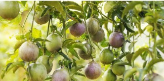 Giáo trình Hóa Dược nhà xuất bản y học