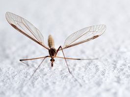 Thuốc điều trị sốt rét