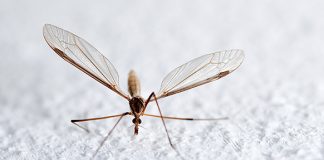 Thuốc điều trị sốt rét