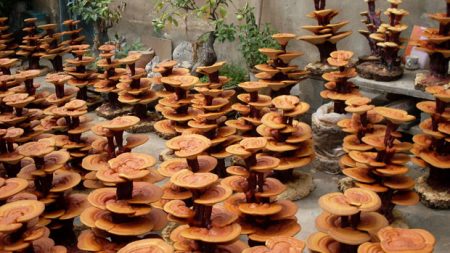 dieu_kien_van_bang_y_duoc_co_truyen điều kiện văn bằng y dược cổ truyền