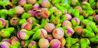 Thuốc điều chỉnh rối loạn tiêu hóa