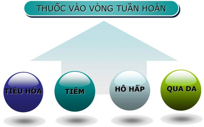 Hấp thu thuốc