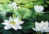 công văn 4358/QLD-ĐK công bố danh mục NLLT cần cấp GPNK