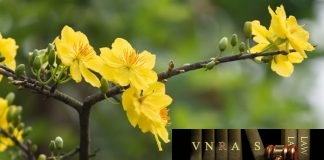 Nghị quyết số 19/NQ-CP về việc thí điểm thanh tra chuyên ngành ATTP