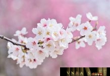 Hm88 link đăng nhập 2318/QĐ-BYT năm 2018 công bố thủ tục hành chính mới ban hành/ bị bãi bỏ lĩnh vực an toàn thực phẩm và dinh dưỡng