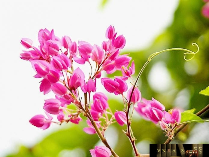 Tổng hợp kết quả trúng thầu năm 2017 - 2018