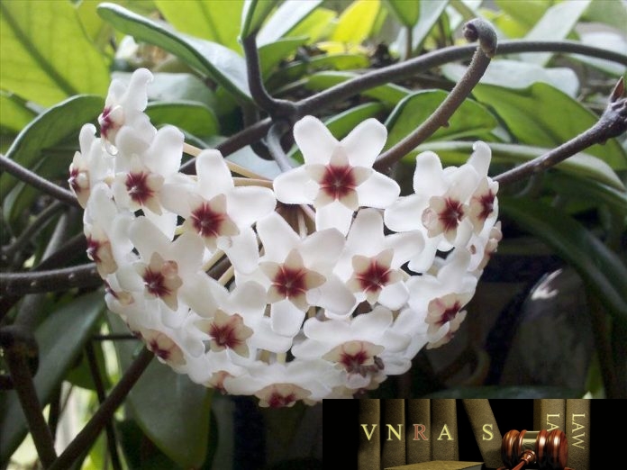 cong_van_138_CNTT_TTUD_gioi_thieu_phan_mem_tra_cuu_danh_muc_benh Công văn 138/CNTT/TTUD giới thiệu phần mềm tra cứu danh mục bệnh theo IDC10
