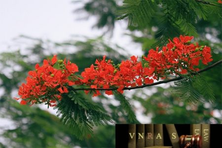 cong_van_4864_QLD_ĐK_cong_bo_danh_muc_NLLT_phai_cap_pheo_NK