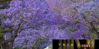 Công văn 4863/QLD-ĐK công bố danh mục NLLT phải cấp phép NK