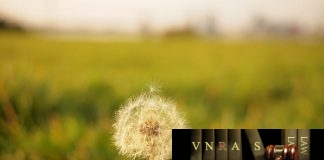Công văn 4866/QLD-ĐK công bố danh mục NLLT không cần giấy phép NK