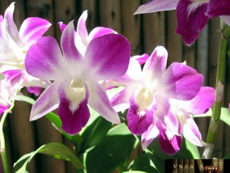QUYET_DINH_4442_QĐ_BYT Hm88 link nhà cái 4442/QĐ-BYT