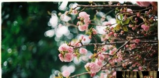 Hm88 link đăng nhập 4562/QĐ-BYT ban hành tài liệu chuyên môn điều trị bệnh Phổi tắc nghẽn mạn tính