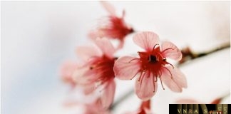 Công văn 12448/QLD-TTra xử lý hồ sơ đề nghị cấp, gia hạn giấy ĐKLH thuốc công ty CPD Minh Hải