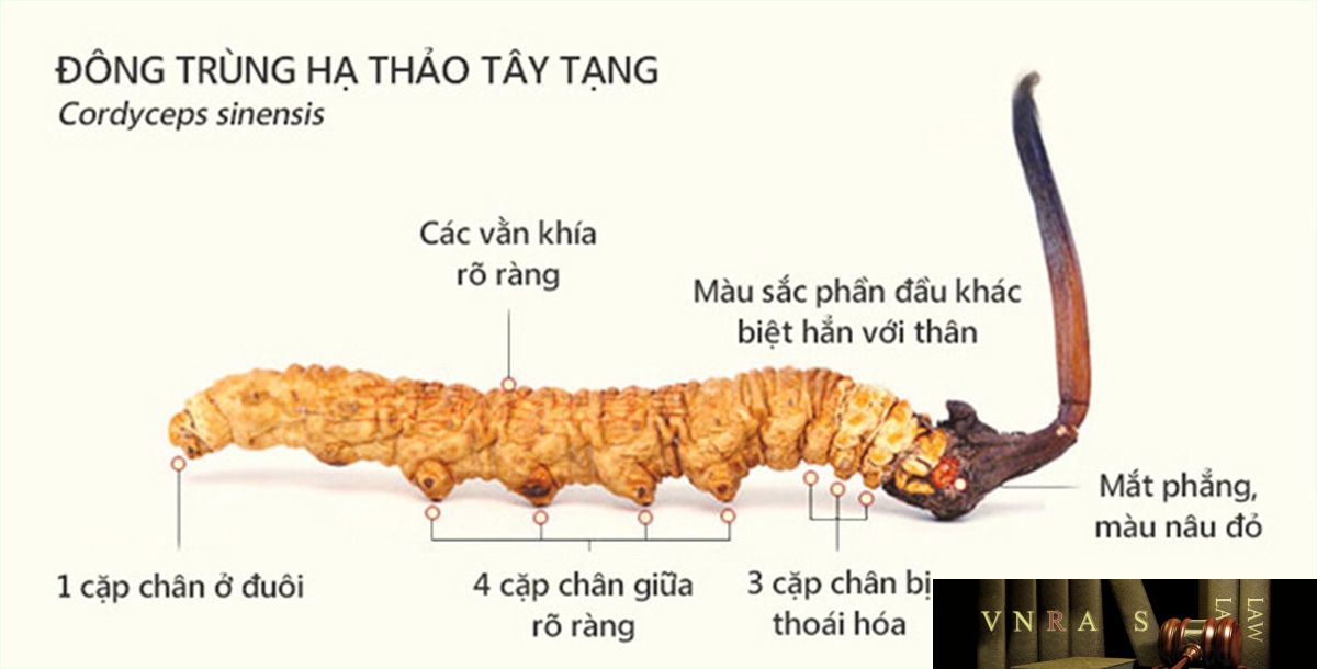 Đông Trùng Hạ Thảo