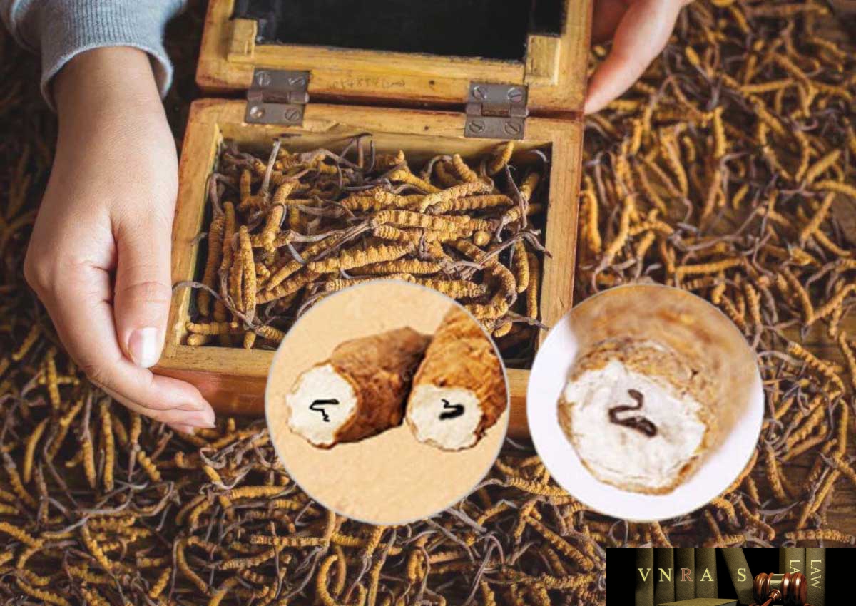 Đông Trùng Hạ Thảo