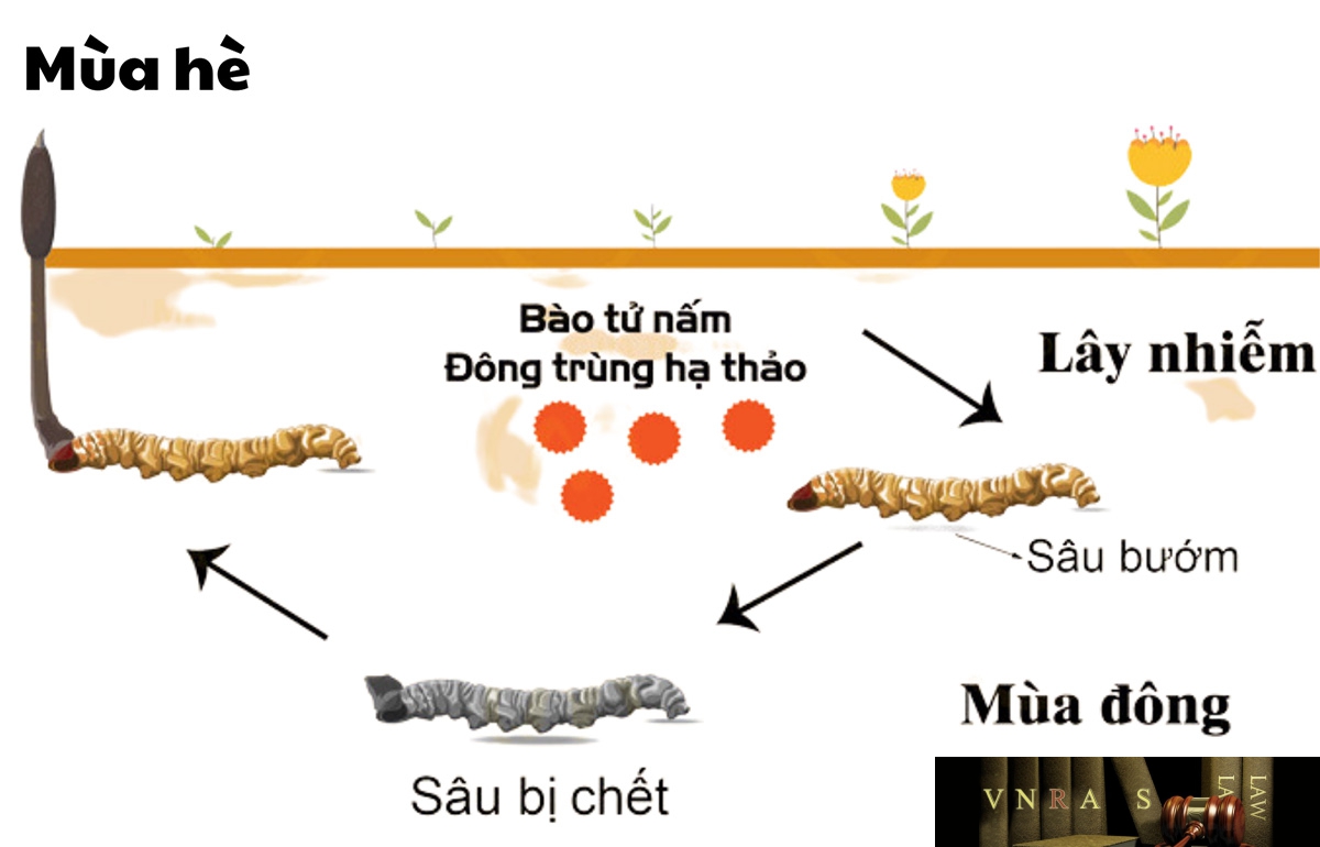 Đông Trùng Hạ Thảo