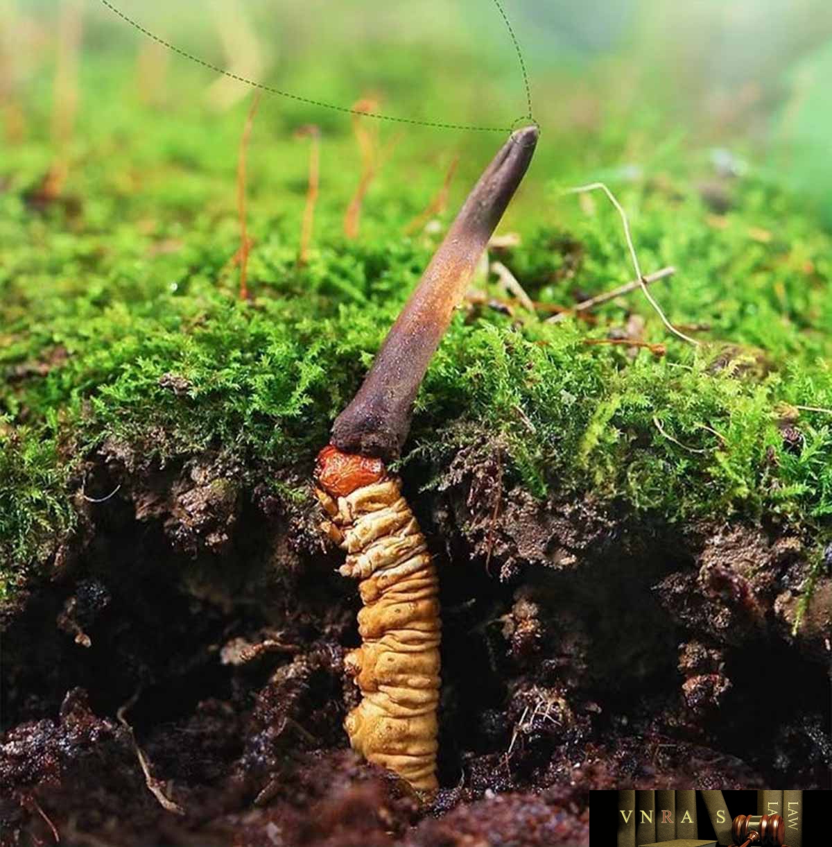 Đông Trùng Hạ Thảo