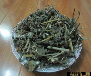 Lá cây Bạch đồng nữ