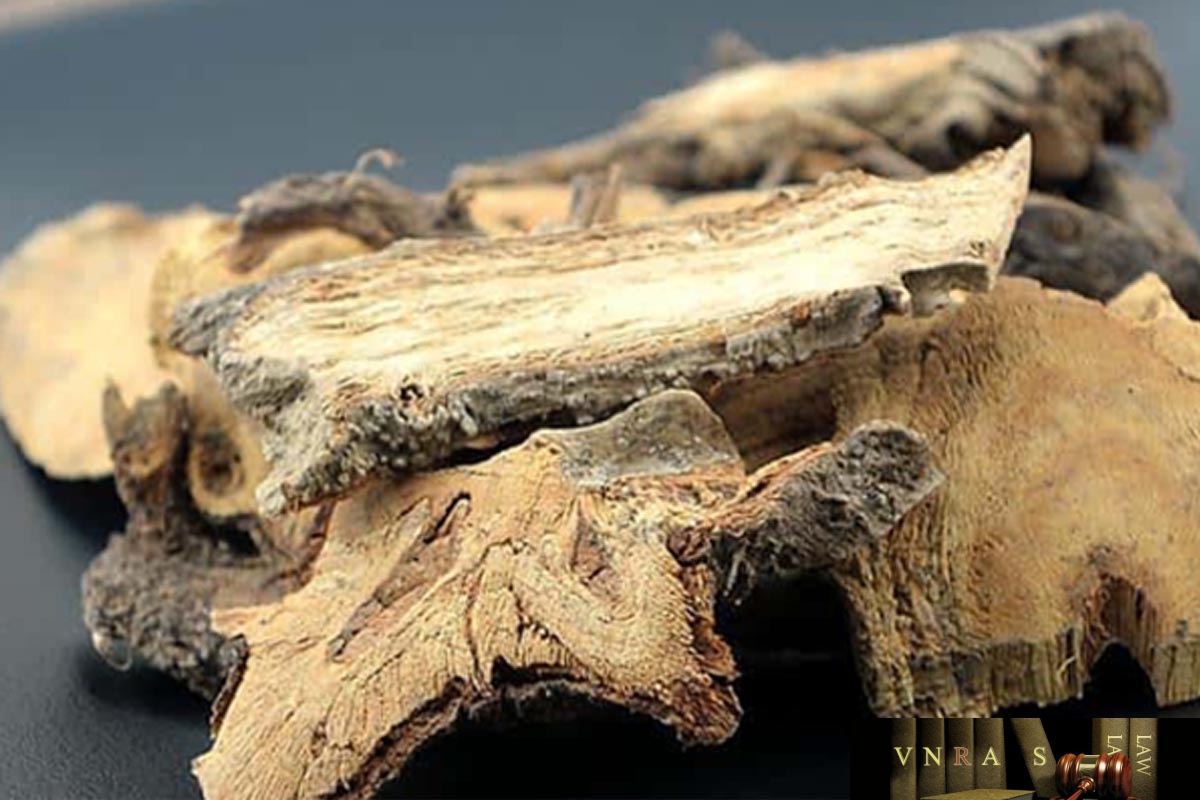Dược liệu Củ gai