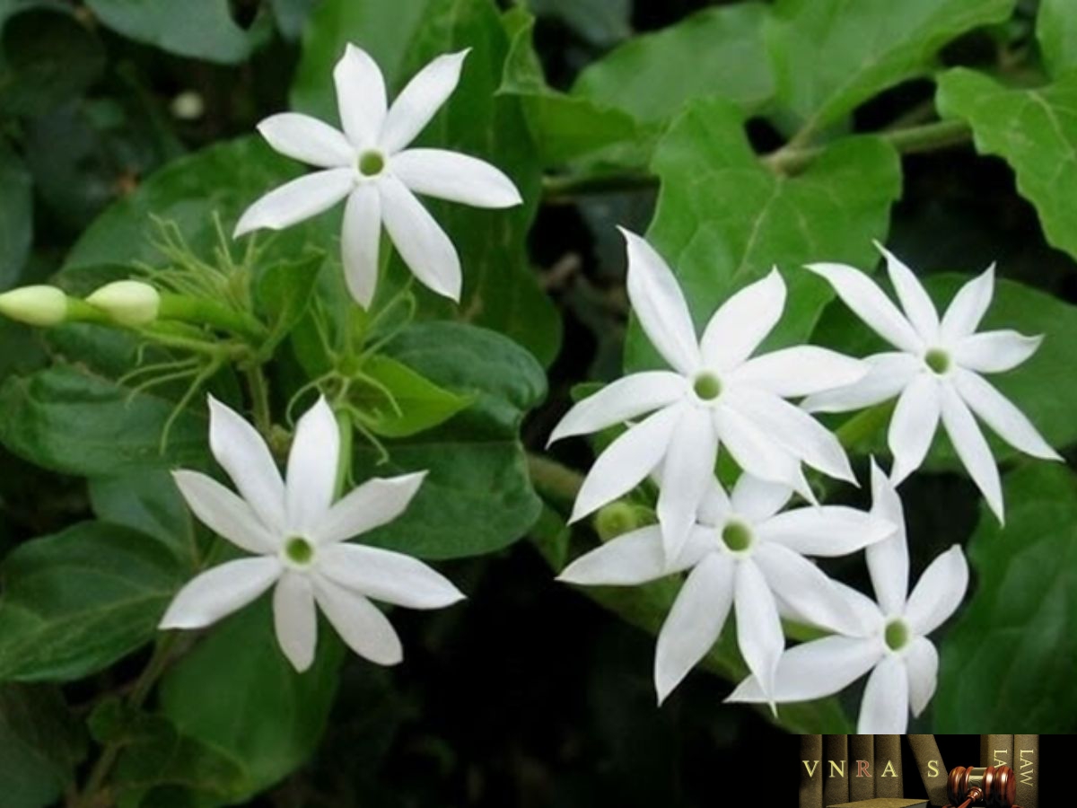 Hoa chè vằng